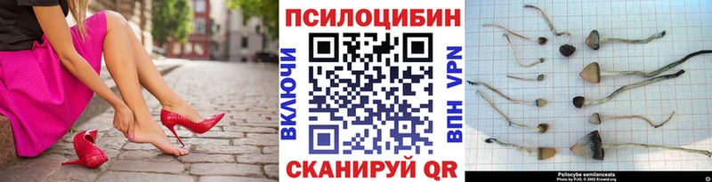 Псилоцибиновые грибы Cubensis  Купить  Томмот 